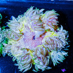 Ultra Rock Flower 