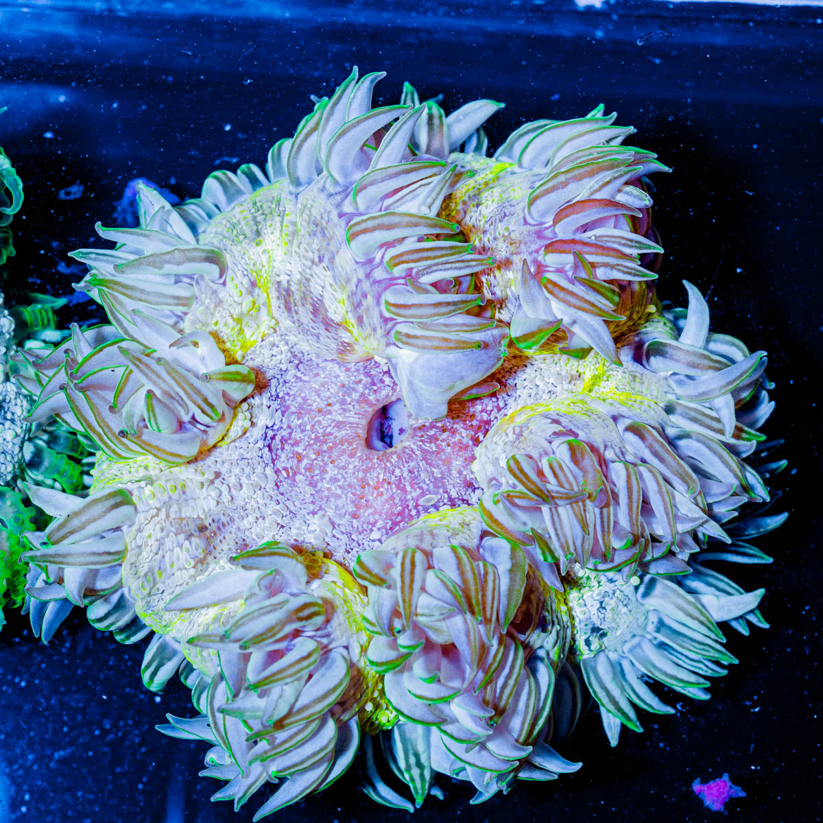 Ultra Rock Flower 