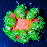 Ultra Rock Flower 