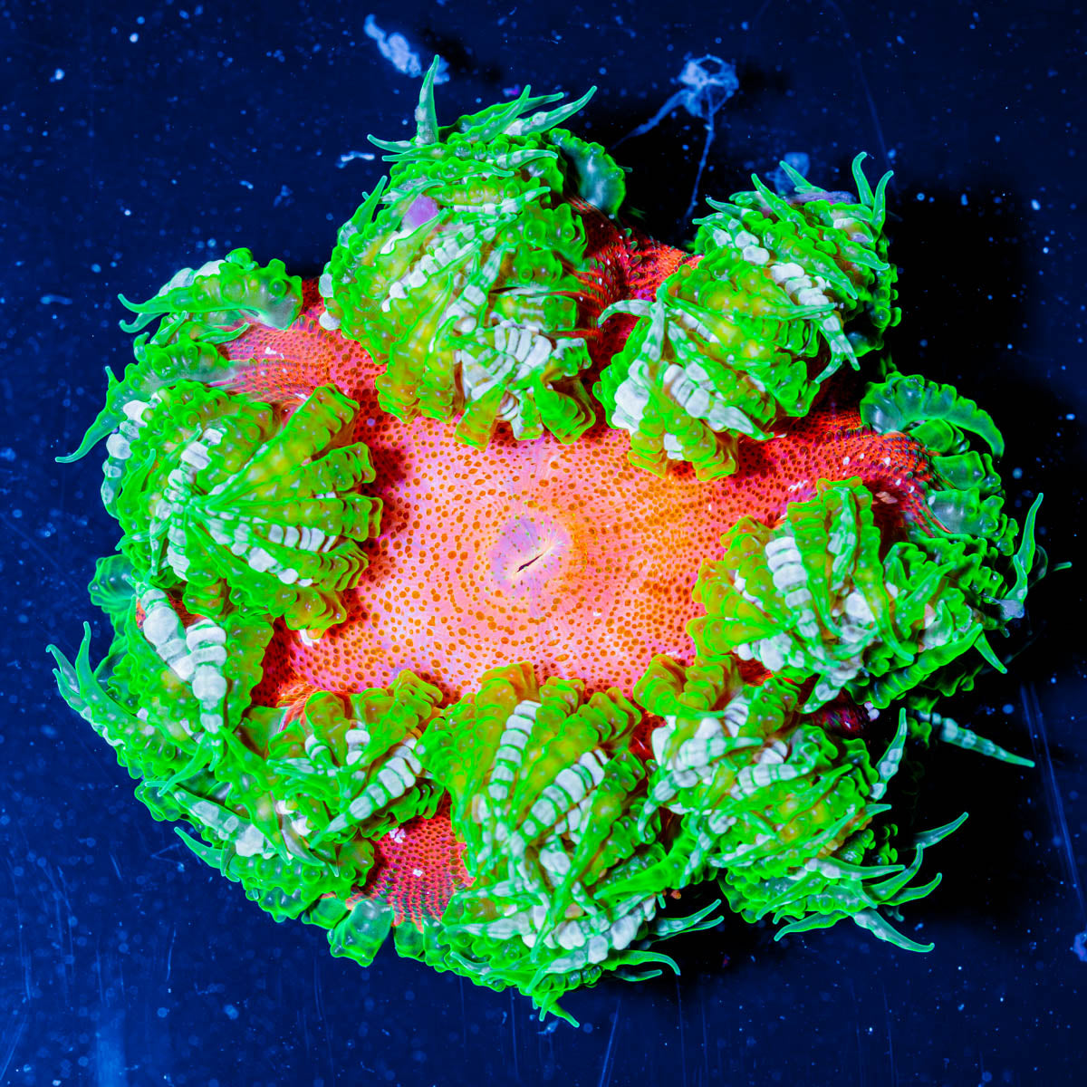 Ultra Rock Flower 