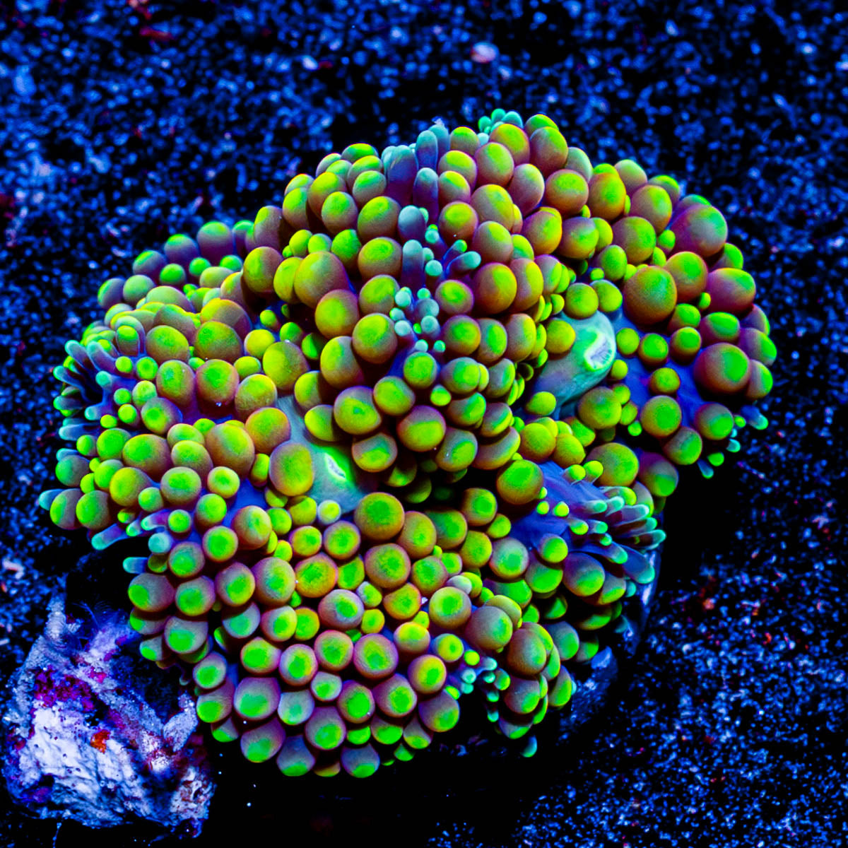 Florida Ricordia Mushroom 