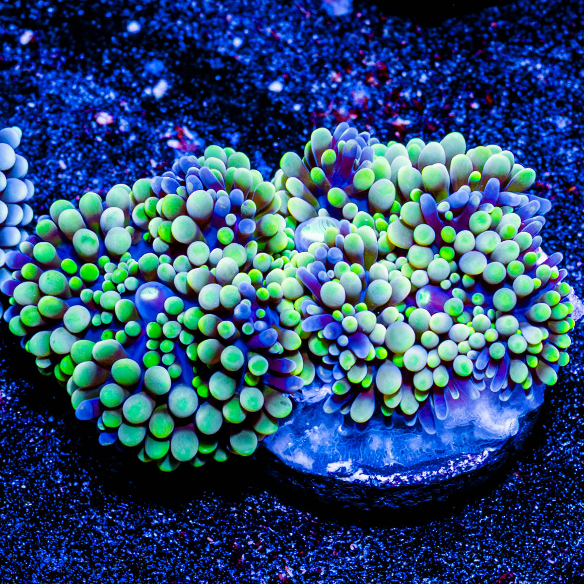 Florida Ricordia Mushroom 