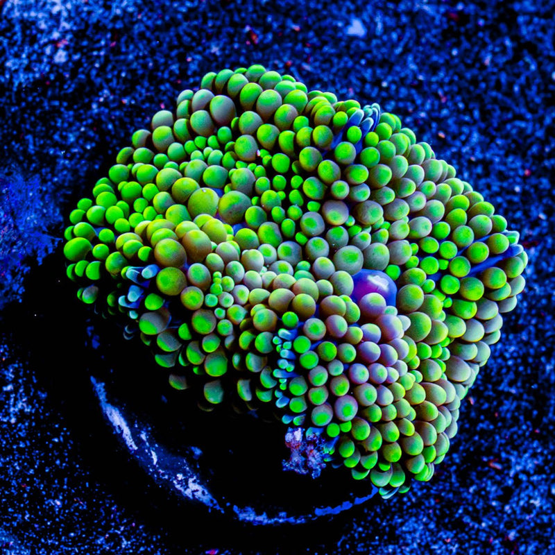Florida Ricordia Mushroom