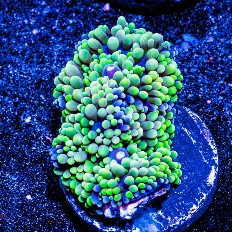 Florida Ricordia Mushroom