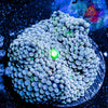 Florida Ricordea Mushroom - riptide aquaculture llc