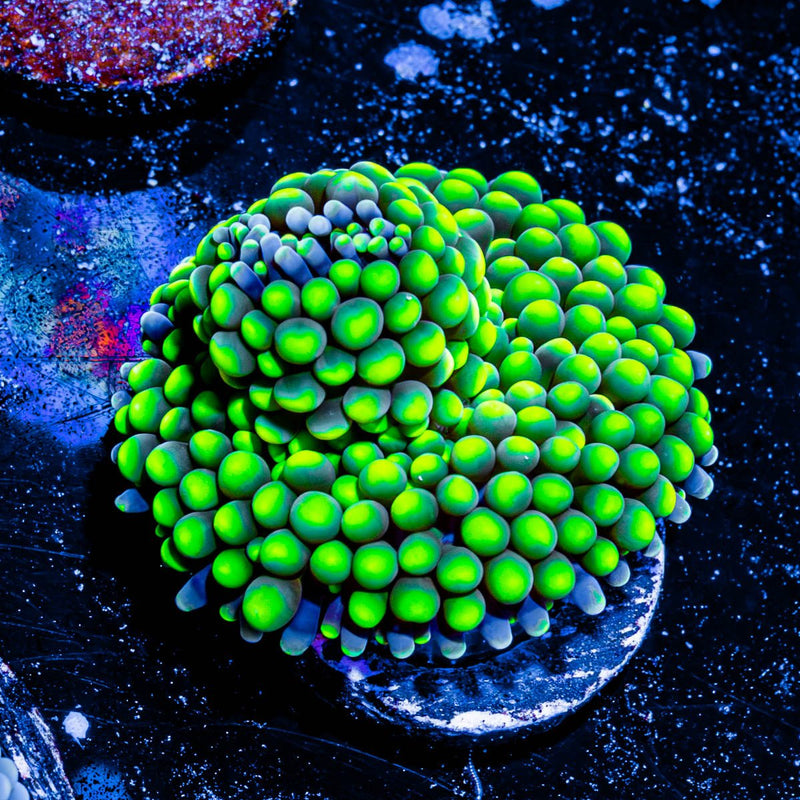 Florida Ricordea Mushroom
