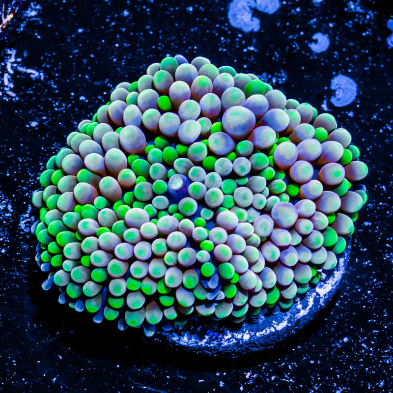Florida Ricordea Mushroom
