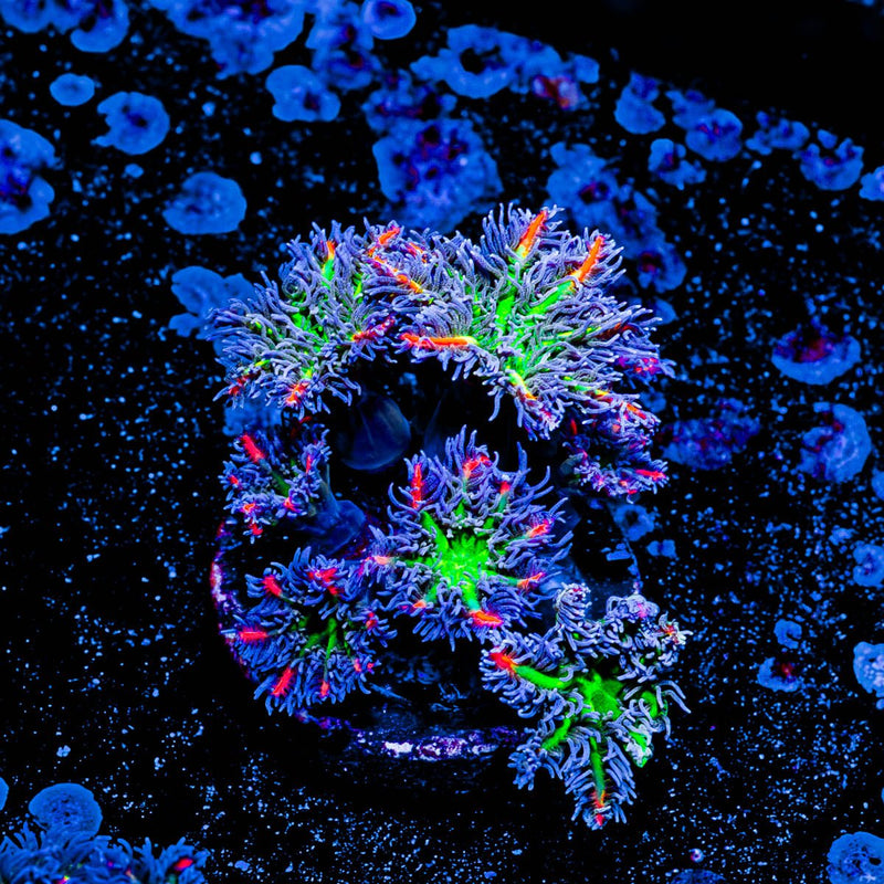 ACR FireWork Clove Polyps