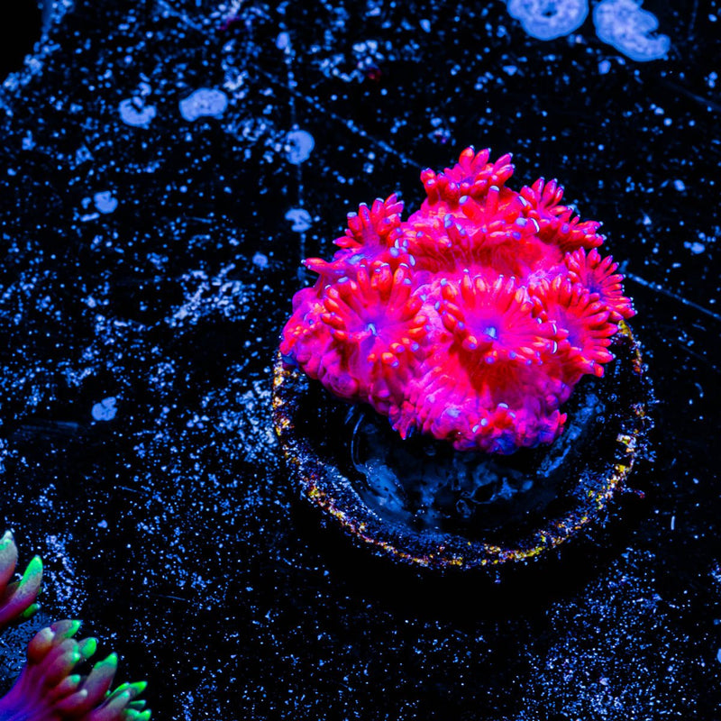 Red Bull Goniopora