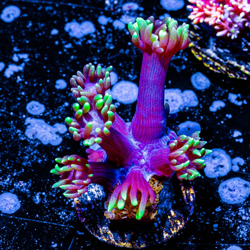 Iron Man Goniopora