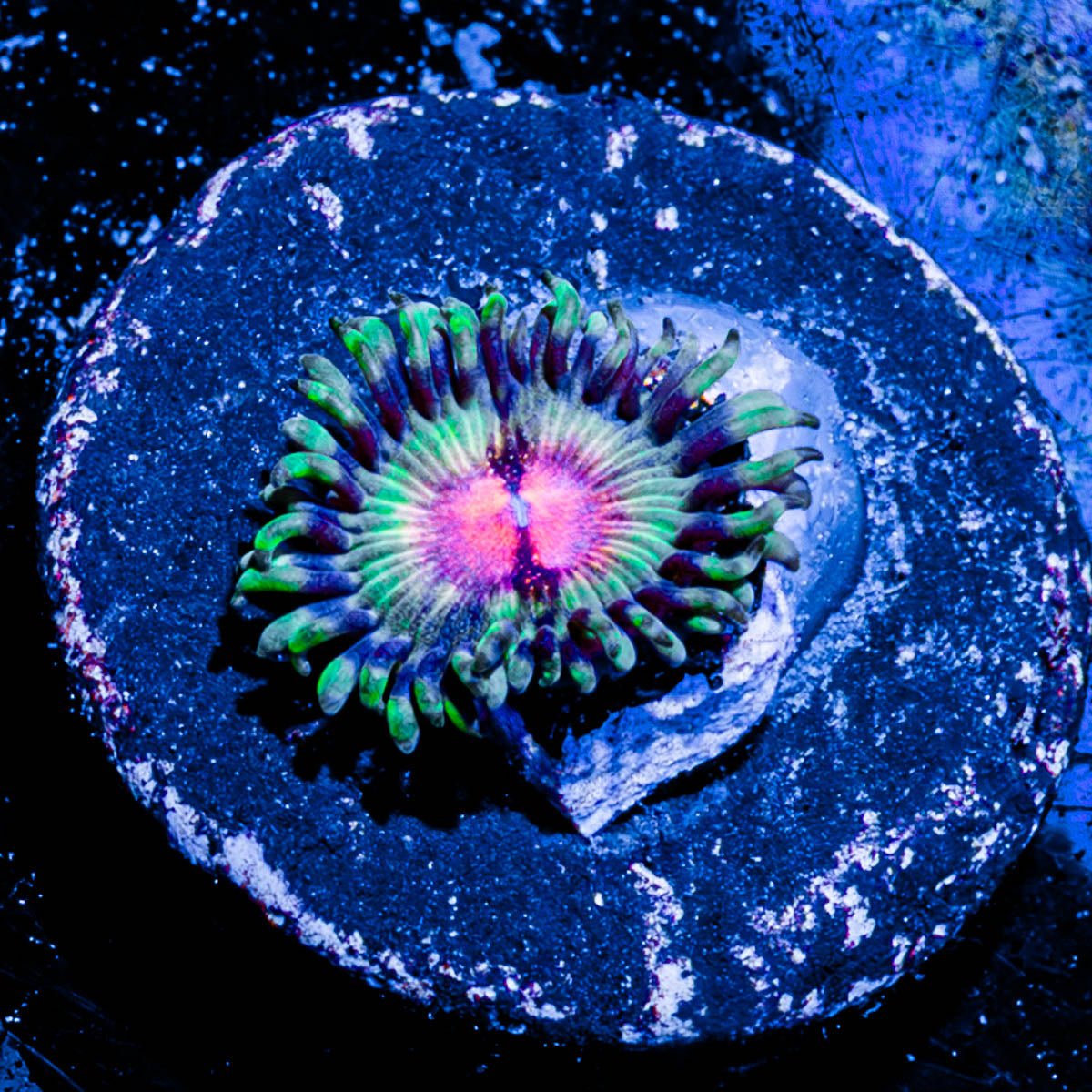 Bloodshot Zoanthid - riptide aquaculture llc
