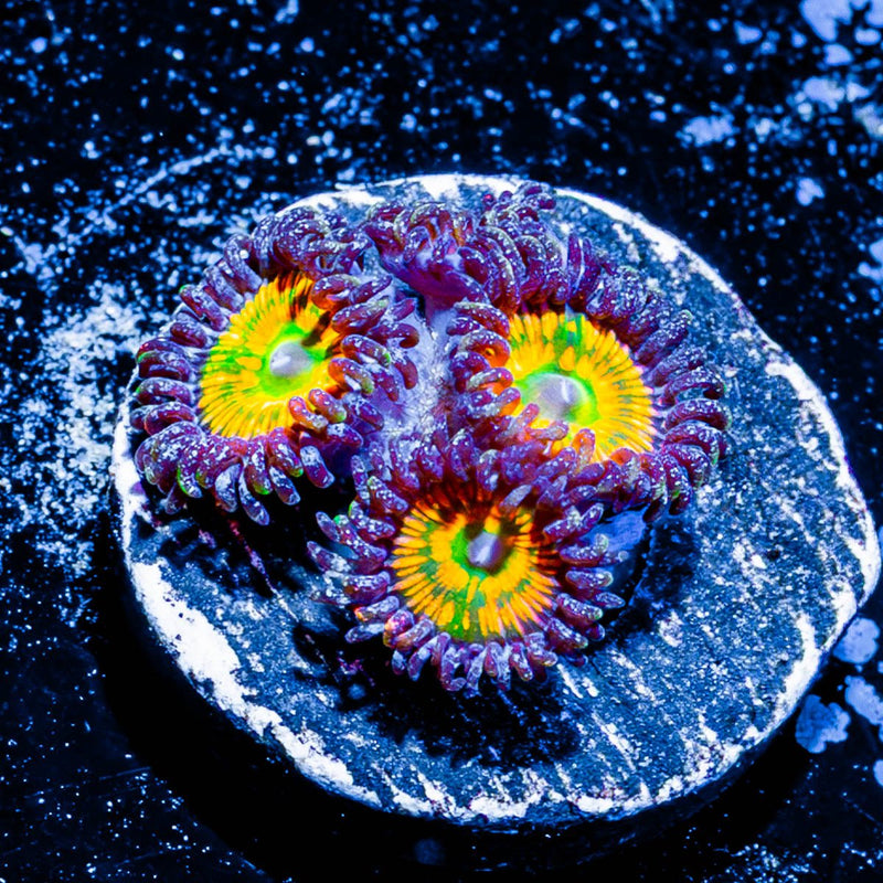 Sunny D Zoanthid