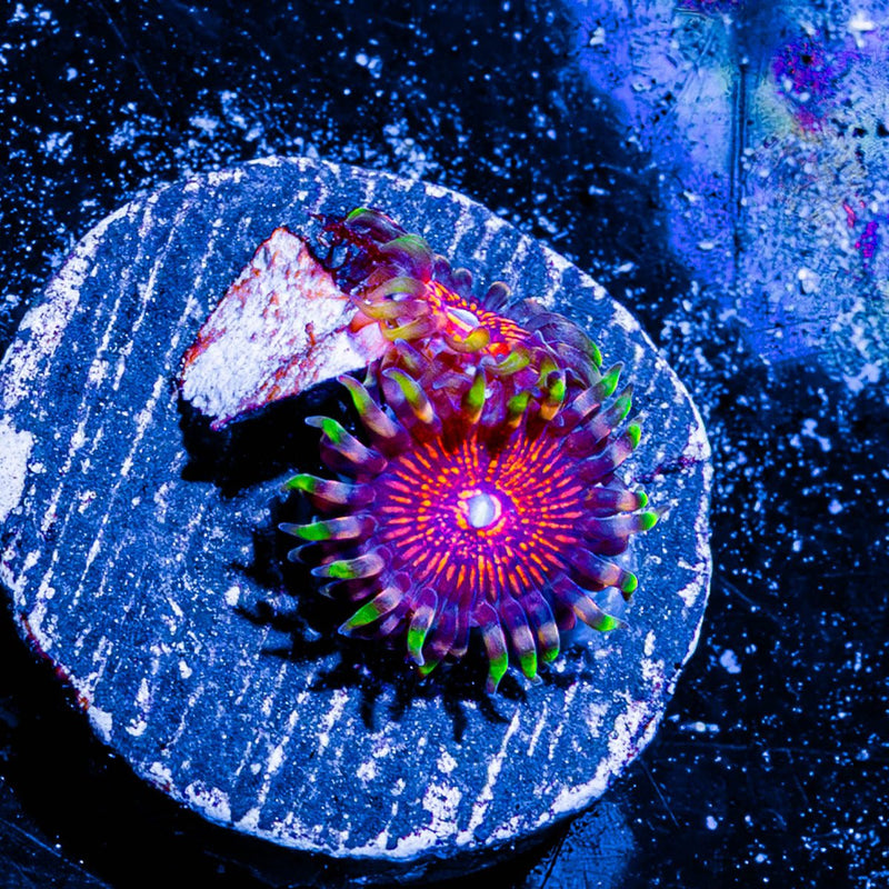 Aztec Warrior Zoanthid