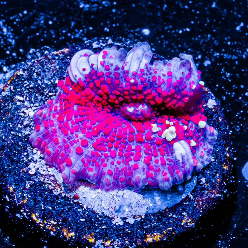 Cheesecake Mushroom