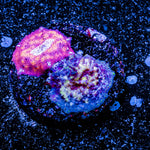 Leopard and Devil Mushroom - riptide aquaculture llc