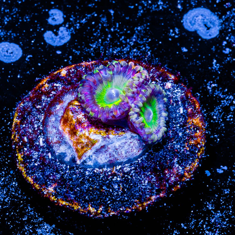 Candy Apple Green Zoanthid