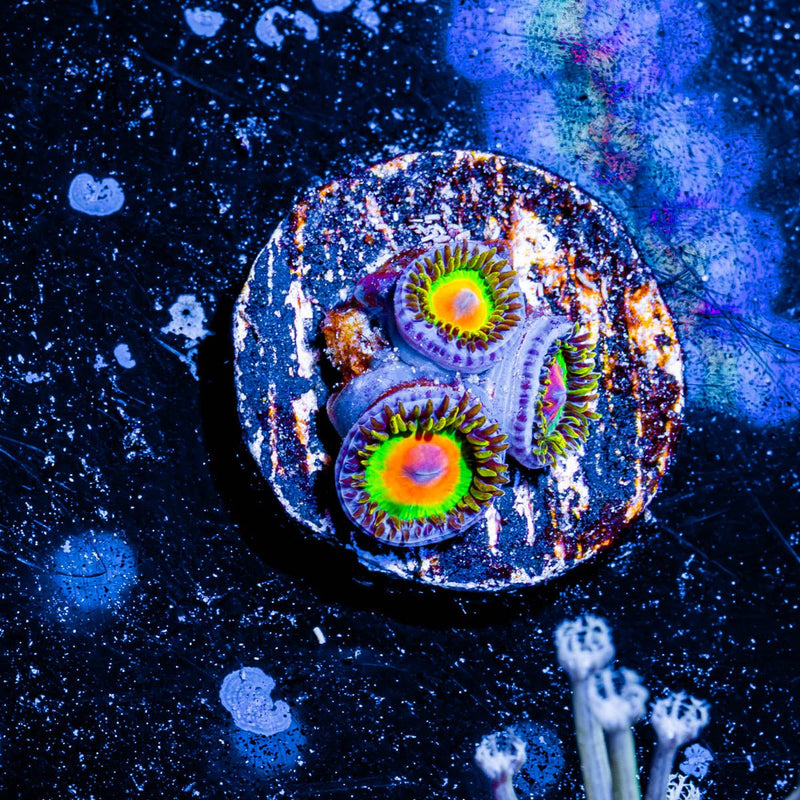 Rasta Zoanthid