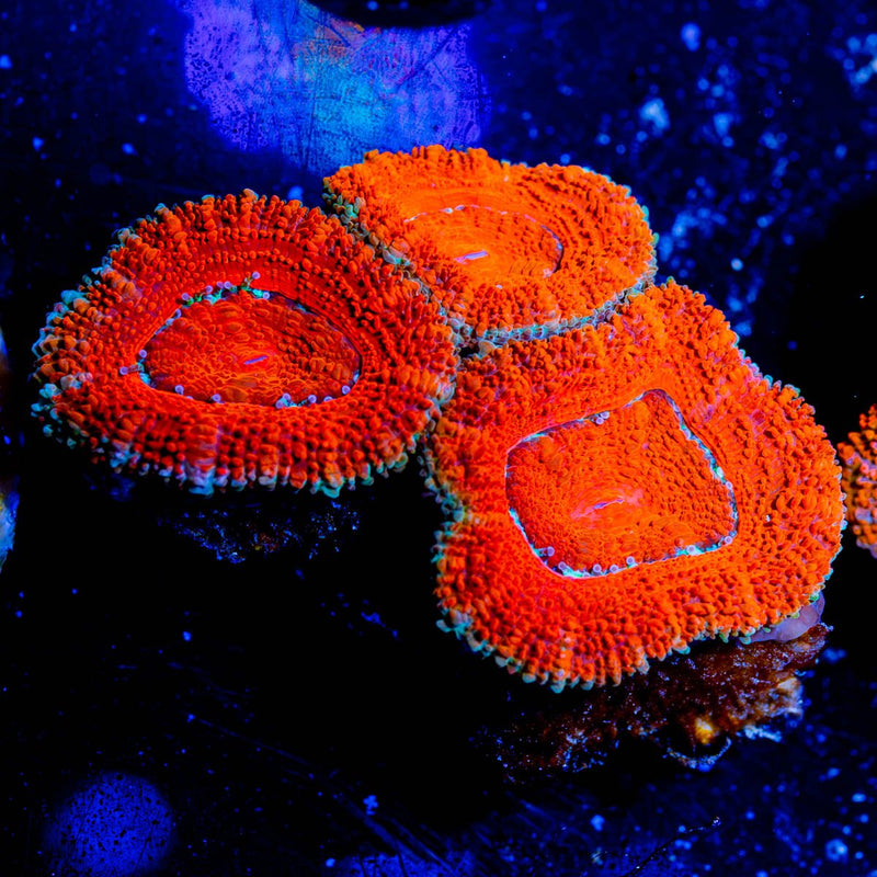 Acan / Micromussa