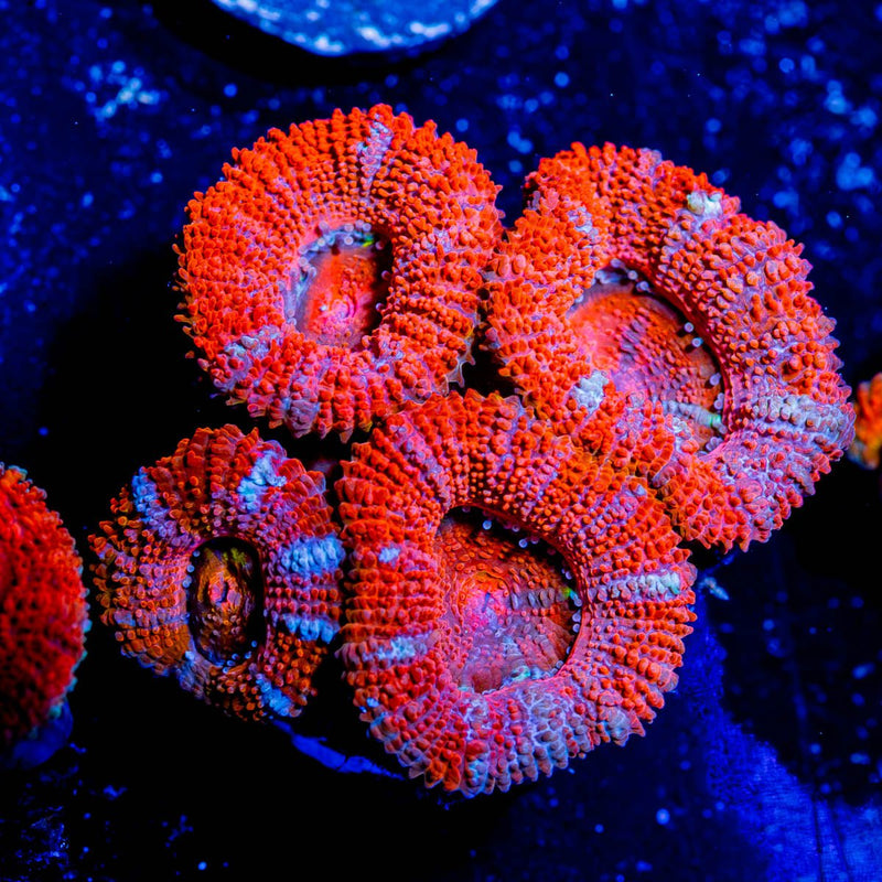 Acan / Micromussa