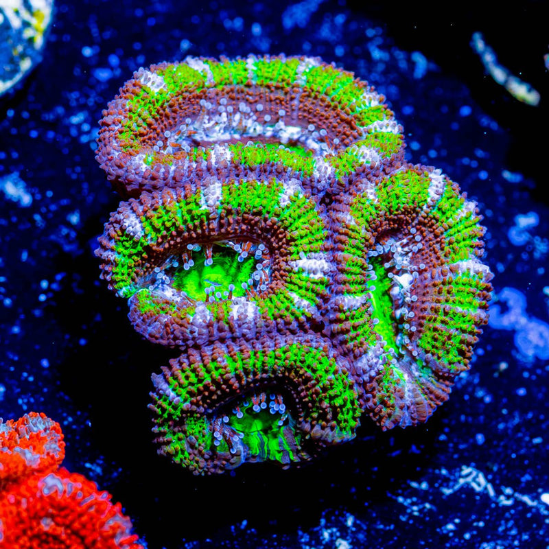 Acan / Micromussa