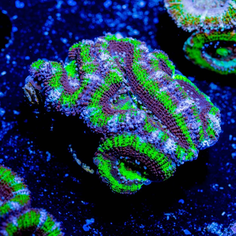Acan / Micromussa