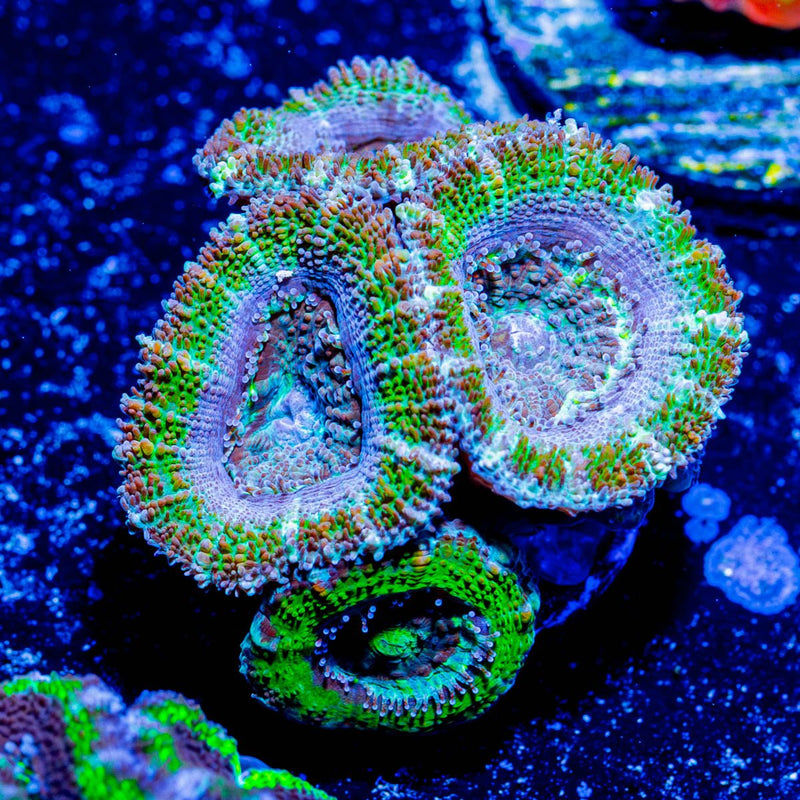 Acan / Micromussa