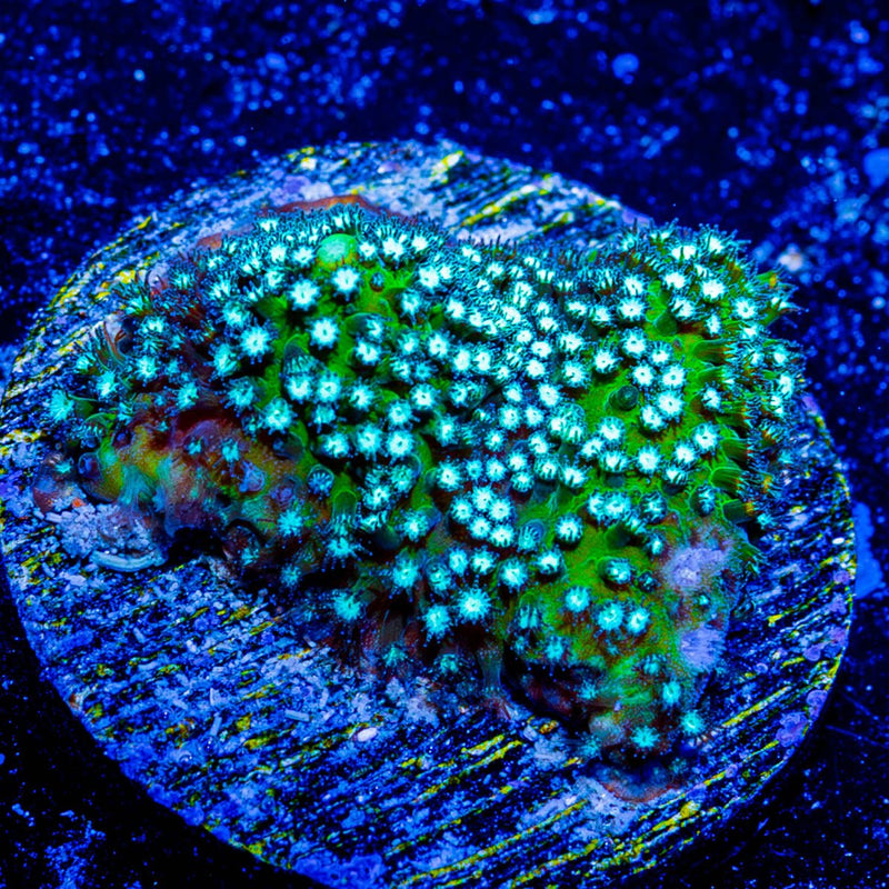 Grassy Green Stylostinellia