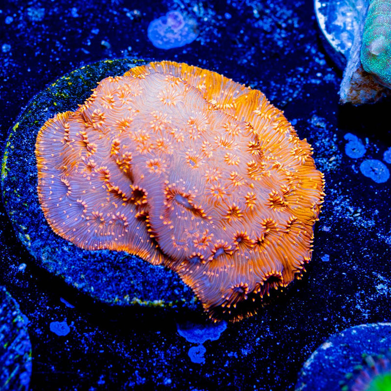 Orange Pavona