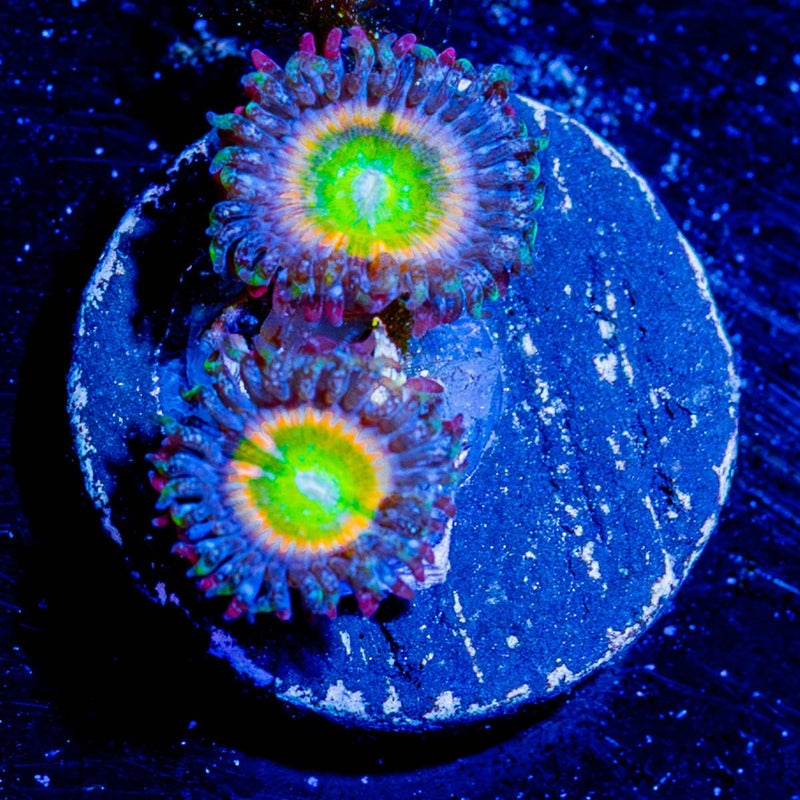 Funny D's Zoanthid