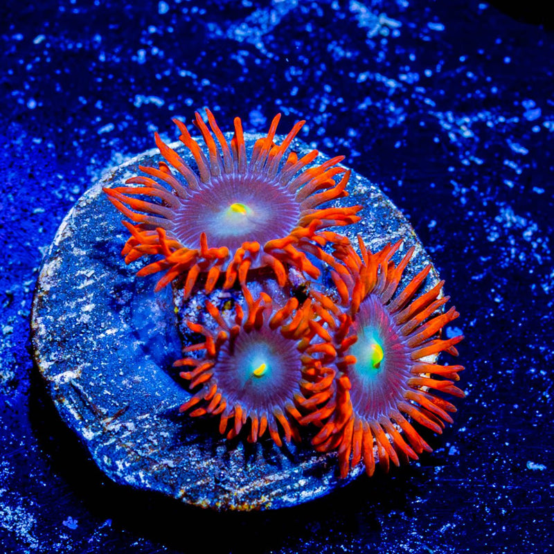 Punk Rockers Zoanthid