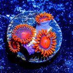 Orange Bam Bam Zoanthid - riptide aquaculture llc