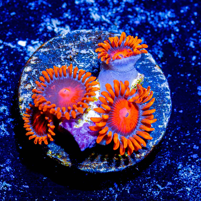 Orange Bam Bam Zoanthid