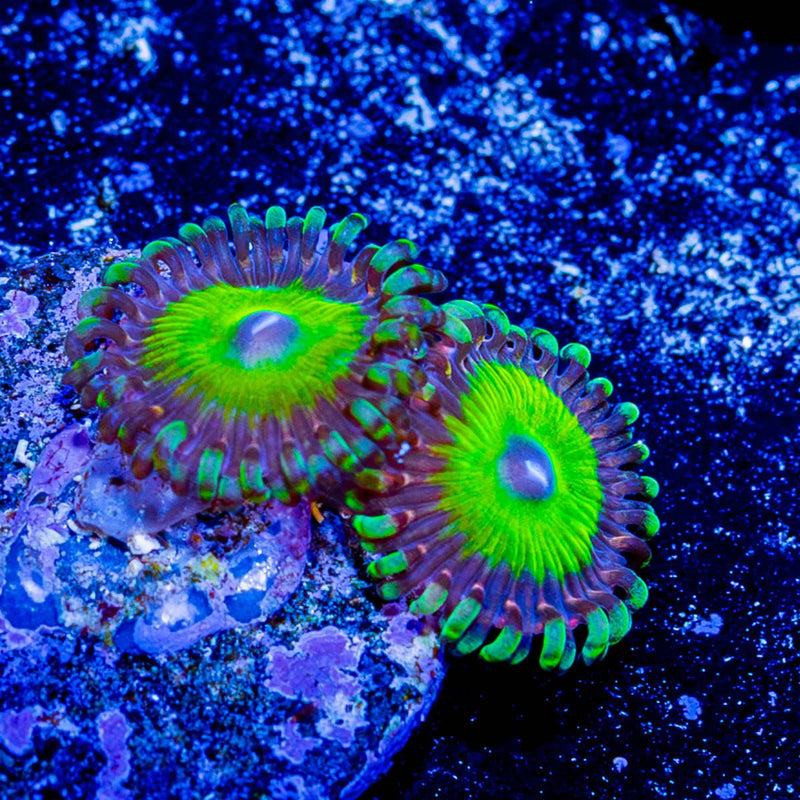 Candy Apple Green Zoanthid