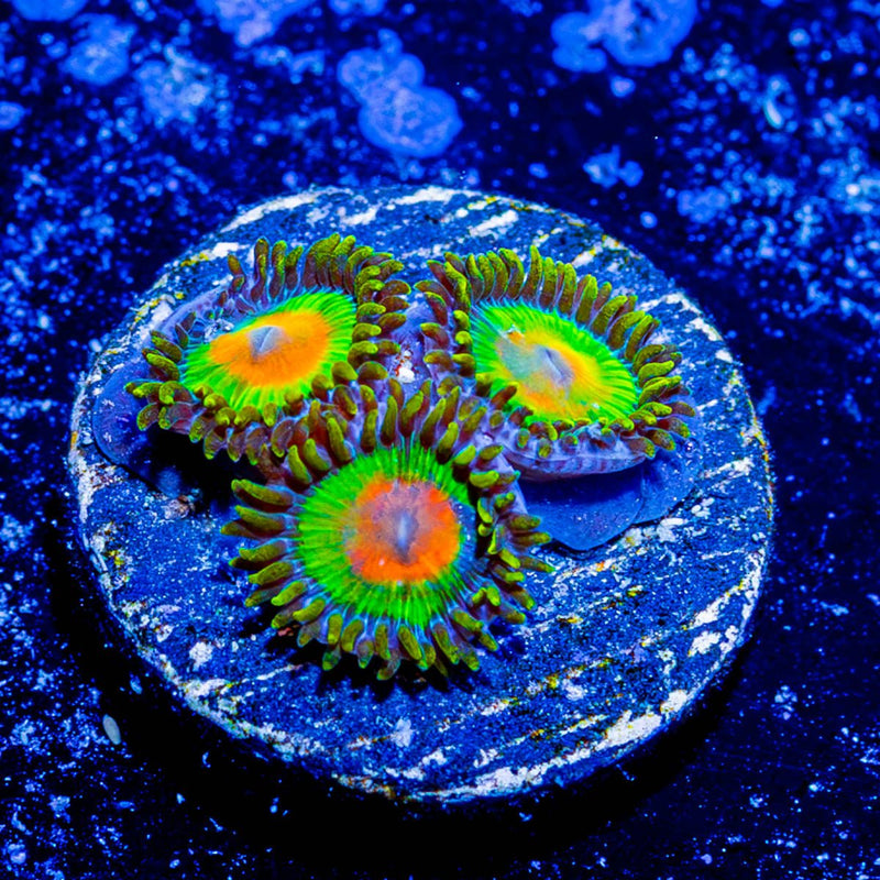 Rasta Zoanthid
