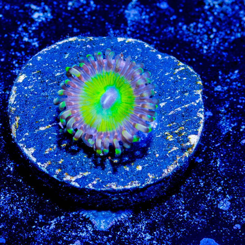 Chuckys Bride Zoanthid