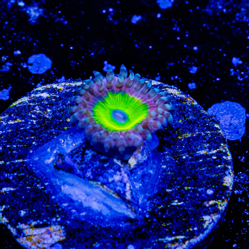Chuckys Bride Zoanthid