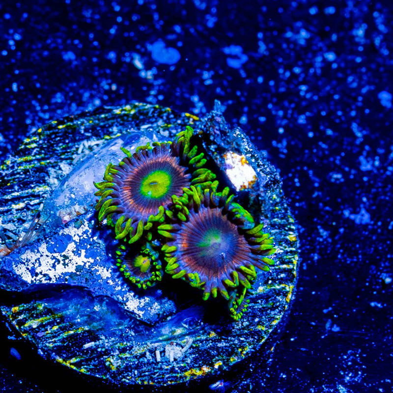 Kamikaze Zoanthid