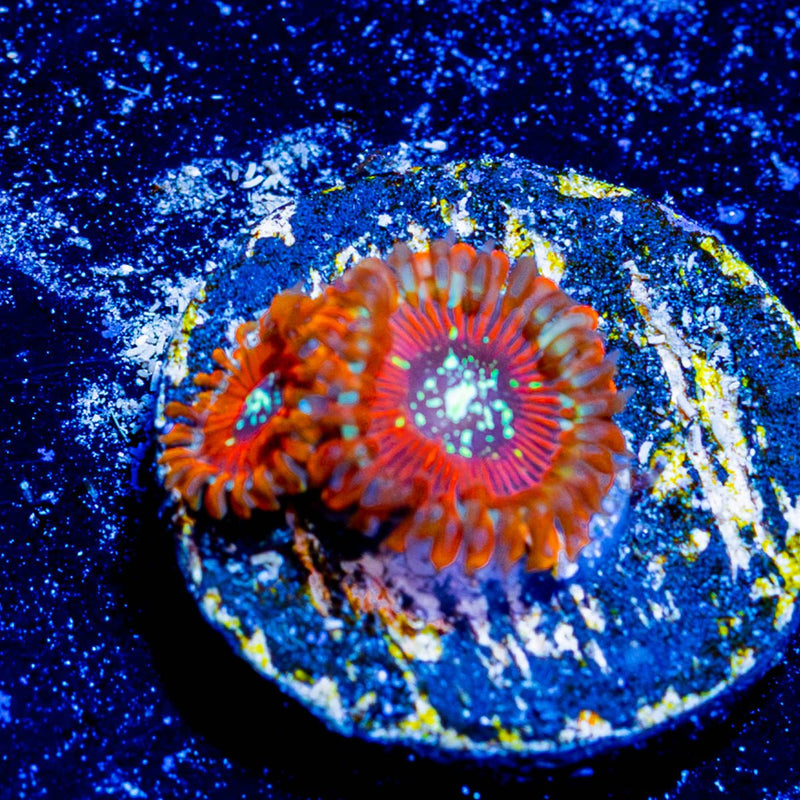 Magicians Zoanthid