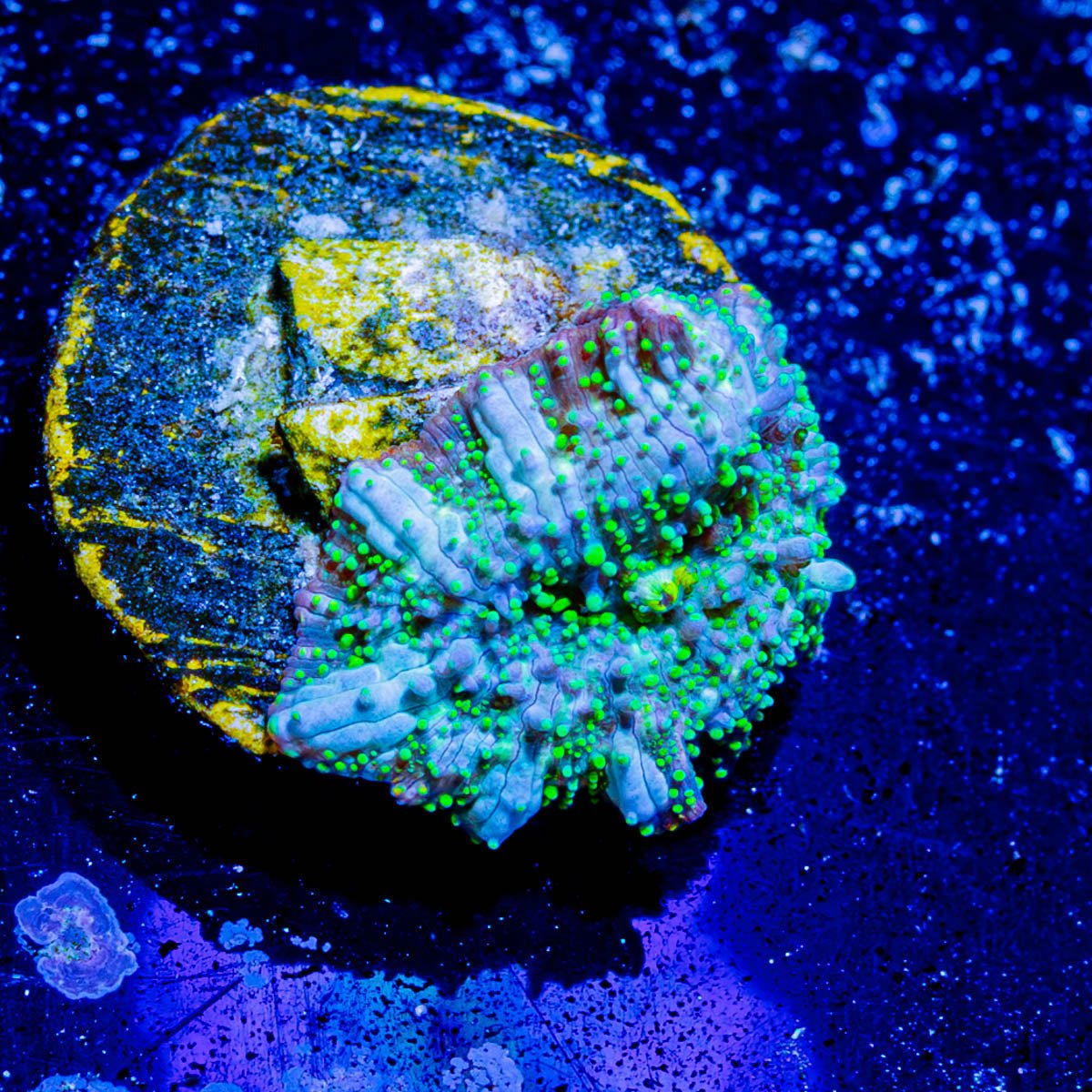 Lunar Interstellar Mushroom - riptide aquaculture llc