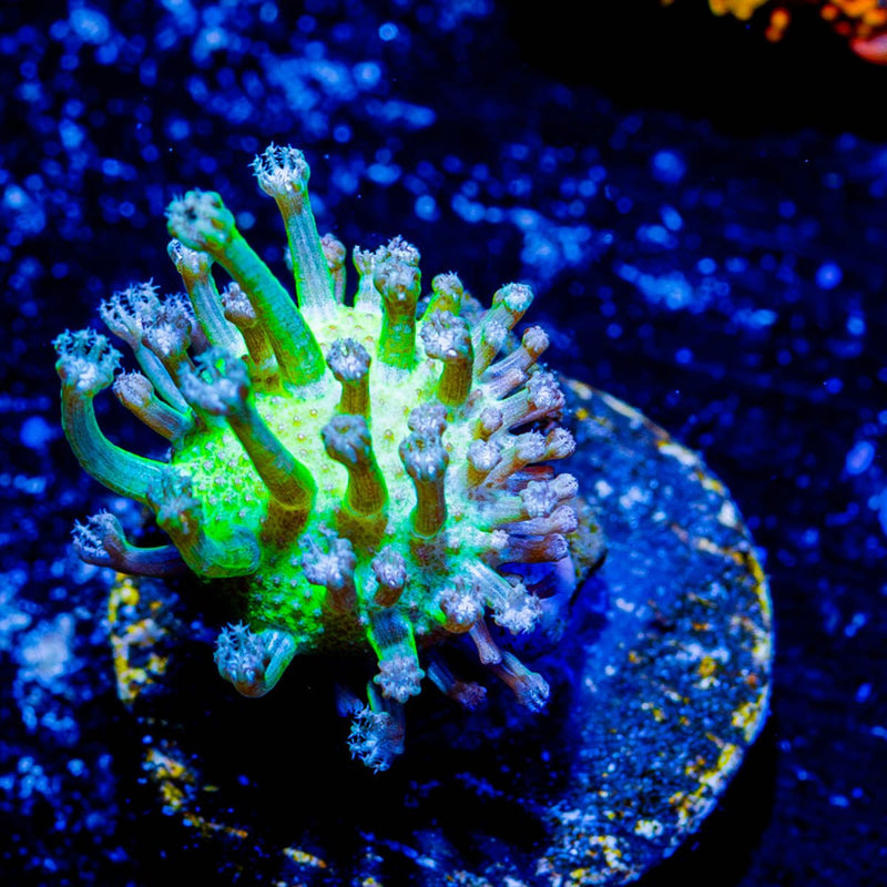 Neon Green Toadstool Leather