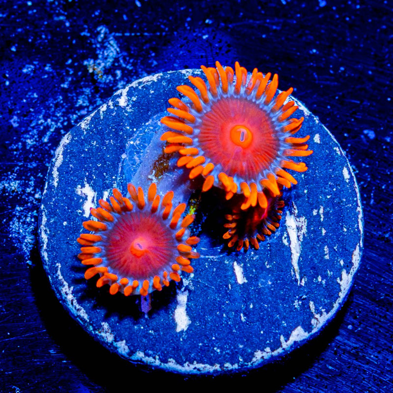 Orange Bam Bam Zoanthid