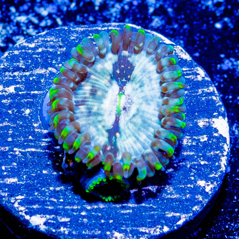milky ways zoanthid