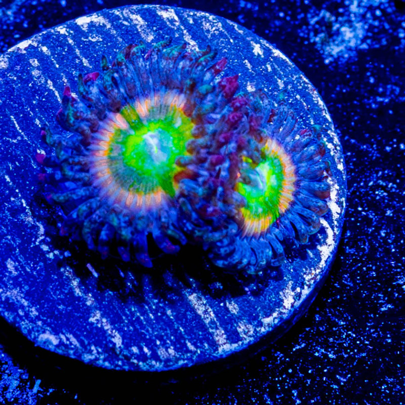 Tinker Bell's Zoanthid