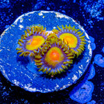 Tutti Frutti Zoanthid - riptide aquaculture llc