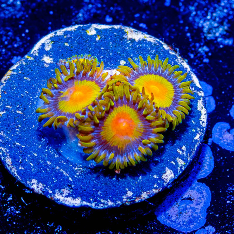 Tutti Frutti Zoanthid