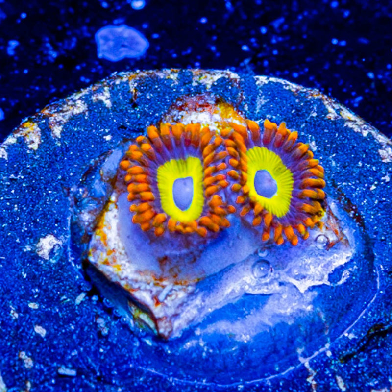 Fruit Loops Zoanthid