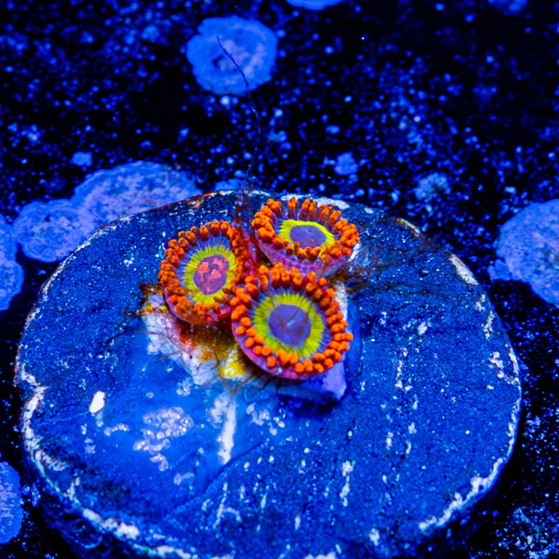 Fruit Loops Zoanthid