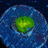 Emerald murals Zoanthid - riptide aquaculture llc