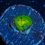 Emerald murals Zoanthid - riptide aquaculture llc
