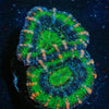 Acan Micromussa - riptide aquaculture llc